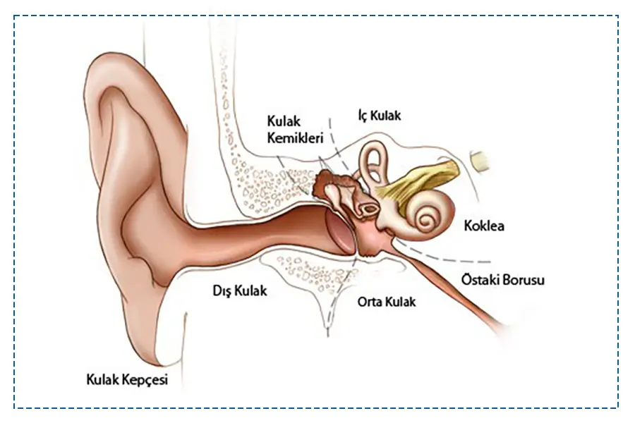 İşitme Kaybı ve İşitme Cihazları - Prof. Dr. Şenol Polat Kulak Anatomisi