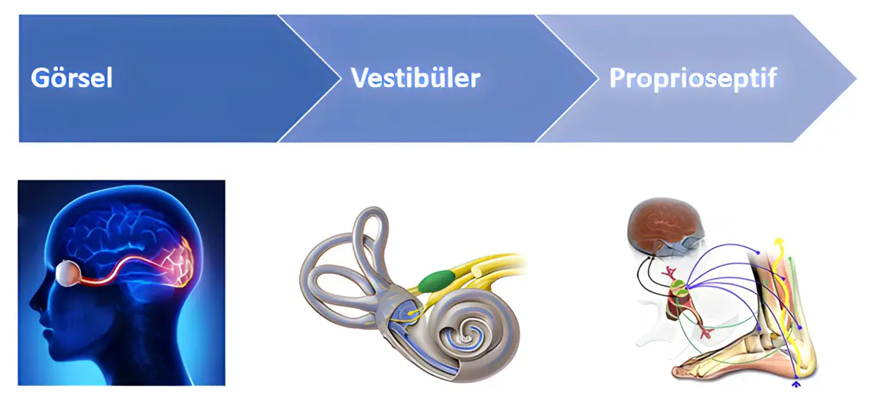 Görsel, vestibüler ve proprioseptif sistem